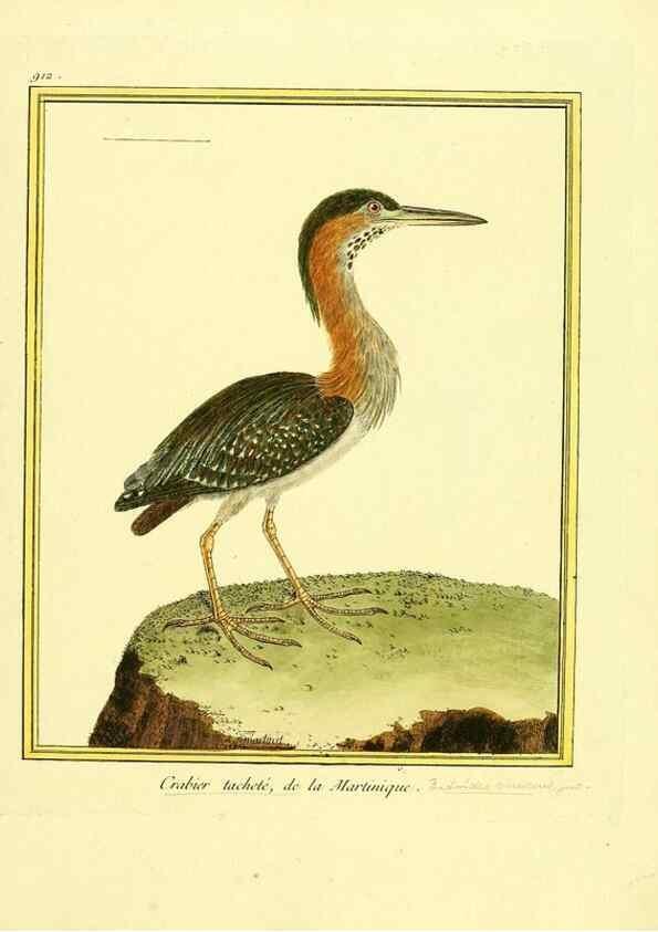 Reproducción/Reproduction 49640780422: Planches enluminées d'histoire naturelle. Paris? :s.n.,1765-1783?. 