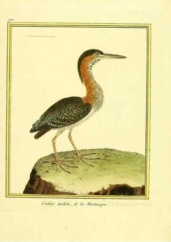 Reproducción/Reproduction 49640780422: Planches enluminées d'histoire naturelle. Paris? :s.n.,1765-1783?. 