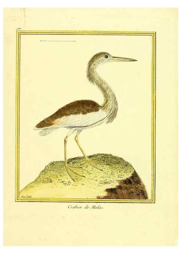 Reproducción/Reproduction 49639983708: Planches enluminées d'histoire naturelle. Paris? :s.n.,1765-1783?. 