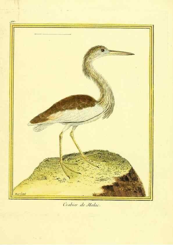 Reproducción/Reproduction 49639983708: Planches enluminées d'histoire naturelle. Paris? :s.n.,1765-1783?. 