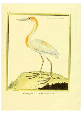 Reproducción/Reproduction 49640506711: Planches enluminées d'histoire naturelle. Paris? :s.n.,1765-1783?. 