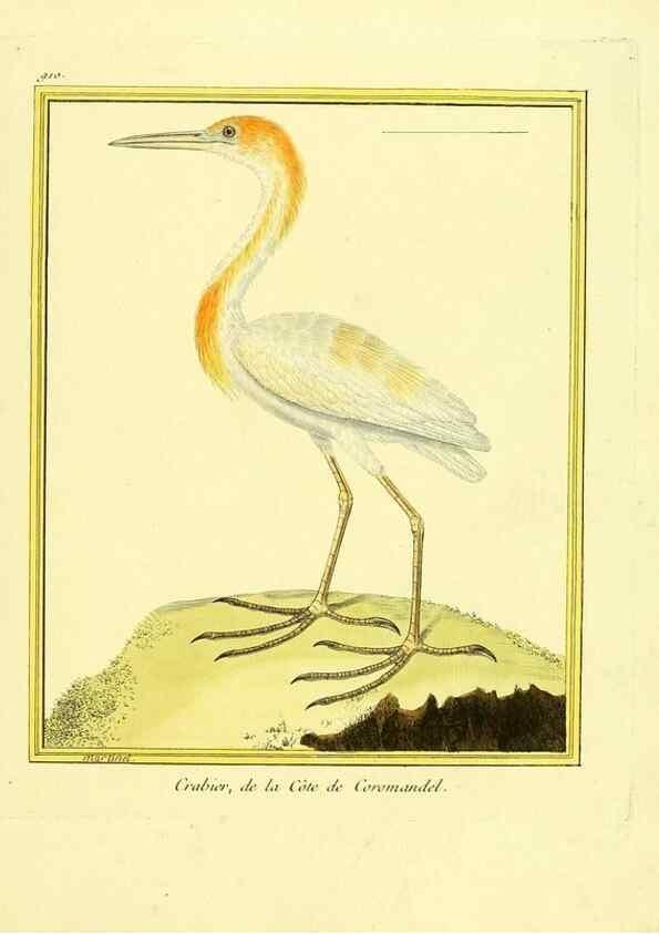 Reproducción/Reproduction 49640506711: Planches enluminées d'histoire naturelle. Paris? :s.n.,1765-1783?. 