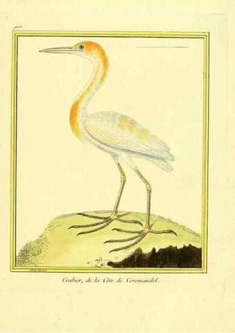 Reproducción/Reproduction 49640506711: Planches enluminées d'histoire naturelle. Paris? :s.n.,1765-1783?. 