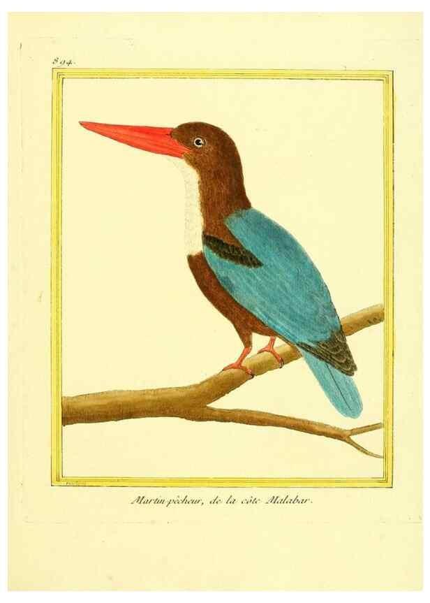 Reproducción/Reproduction 49640750772: Planches enluminées d'histoire naturelle. Paris? :s.n.,1765-1783?. 