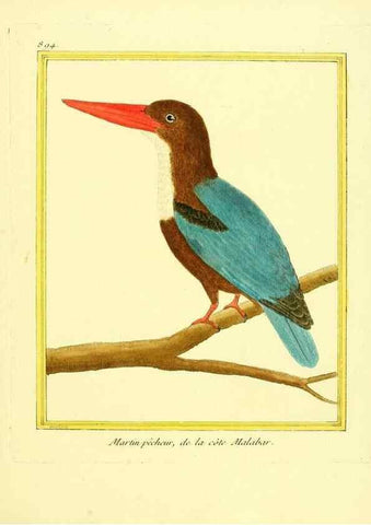 Reproducción/Reproduction 49640750772: Planches enluminées d'histoire naturelle. Paris? :s.n.,1765-1783?. 