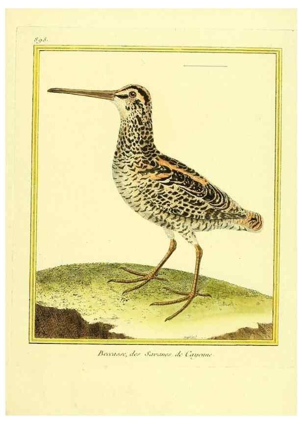 Reproducción/Reproduction 49639955273: Planches enluminées d'histoire naturelle. Paris? :s.n.,1765-1783?. 