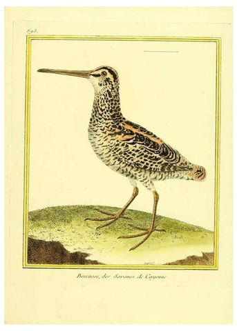 Reproducción/Reproduction 49639955273: Planches enluminées d'histoire naturelle. Paris? :s.n.,1765-1783?. 