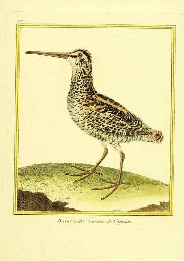 Reproducción/Reproduction 49639955273: Planches enluminées d'histoire naturelle. Paris? :s.n.,1765-1783?. 