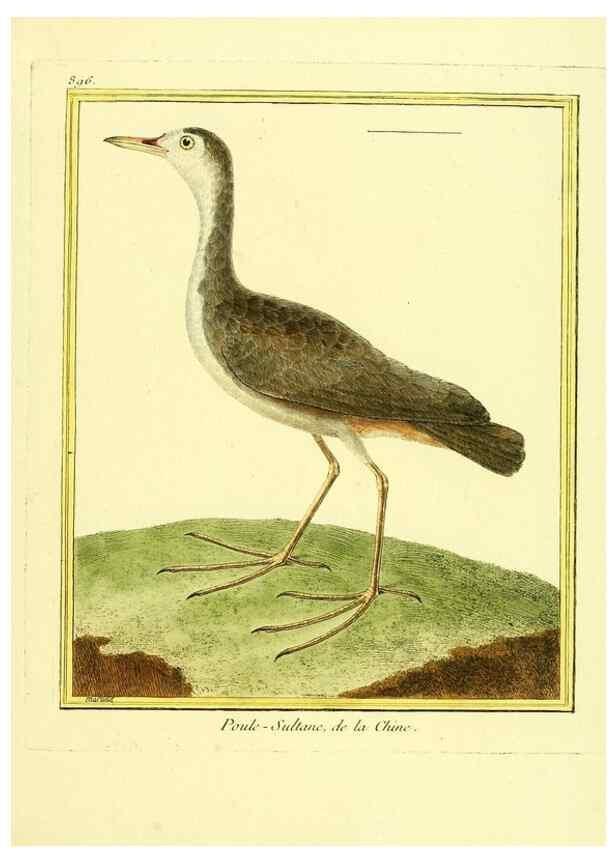 Reproducción/Reproduction 49640751342: Planches enluminées d'histoire naturelle. Paris? :s.n.,1765-1783?. 