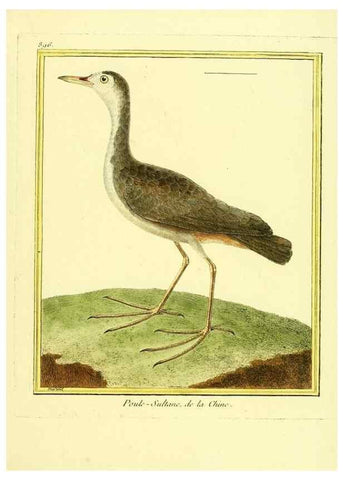 Reproducción/Reproduction 49640751342: Planches enluminées d'histoire naturelle. Paris? :s.n.,1765-1783?. 