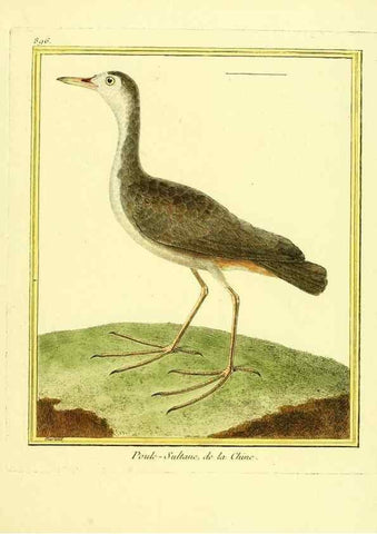 Reproducción/Reproduction 49640751342: Planches enluminées d'histoire naturelle. Paris? :s.n.,1765-1783?. 