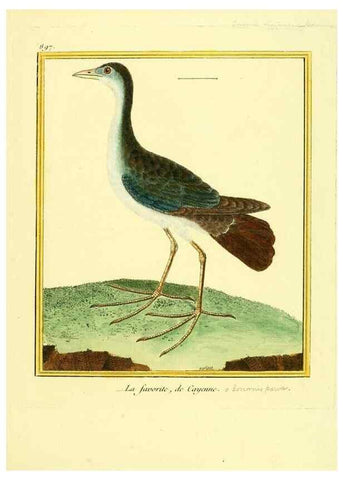 Reproducción/Reproduction 49640478806: Planches enluminées d'histoire naturelle. Paris? :s.n.,1765-1783?. 