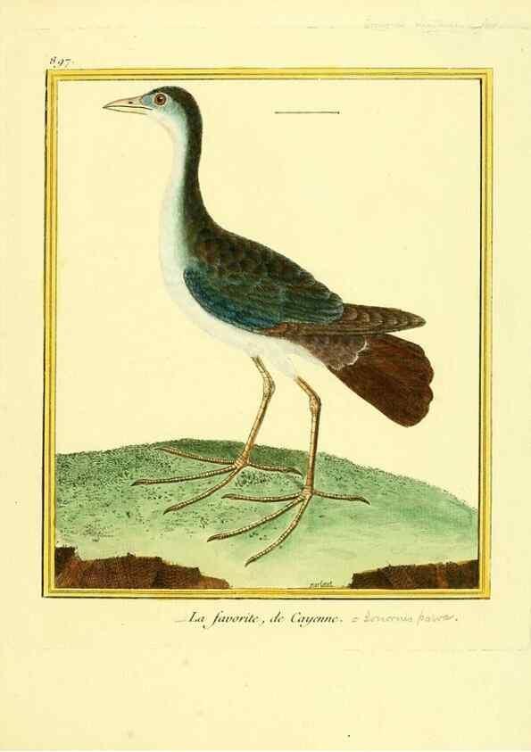 Reproducción/Reproduction 49640478806: Planches enluminées d'histoire naturelle. Paris? :s.n.,1765-1783?. 