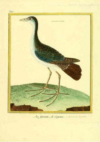 Reproducción/Reproduction 49640478806: Planches enluminées d'histoire naturelle. Paris? :s.n.,1765-1783?. 