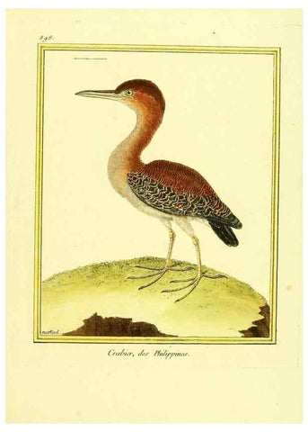 Reproducción/Reproduction 49640751947: Planches enluminées d'histoire naturelle. Paris? :s.n.,1765-1783?. 