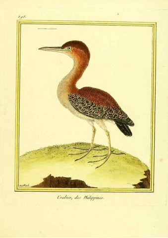 Reproducción/Reproduction 49640751947: Planches enluminées d'histoire naturelle. Paris? :s.n.,1765-1783?. 