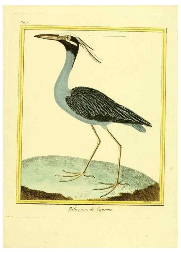 Reproducción/Reproduction 49640479336: Planches enluminées d'histoire naturelle. Paris? :s.n.,1765-1783?. 