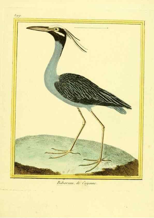 Reproducción/Reproduction 49640479336: Planches enluminées d'histoire naturelle. Paris? :s.n.,1765-1783?. 