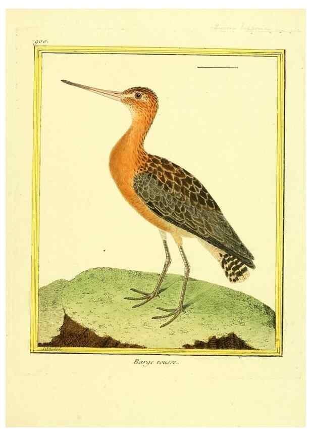 Reproducción/Reproduction 49639956623: Planches enluminées d'histoire naturelle. Paris? :s.n.,1765-1783?. 