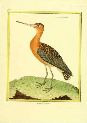 Reproducción/Reproduction 49639956623: Planches enluminées d'histoire naturelle. Paris? :s.n.,1765-1783?. 