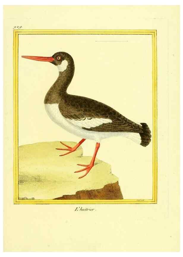 Reproducción/Reproduction 49640512256: Planches enluminées d'histoire naturelle. Paris? :s.n.,1765-1783?. 