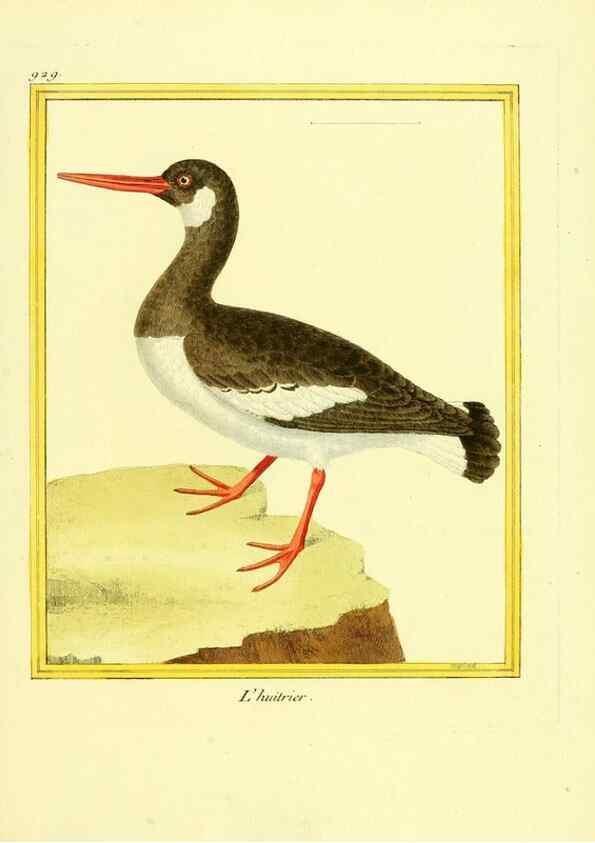 Reproducción/Reproduction 49640512256: Planches enluminées d'histoire naturelle. Paris? :s.n.,1765-1783?. 