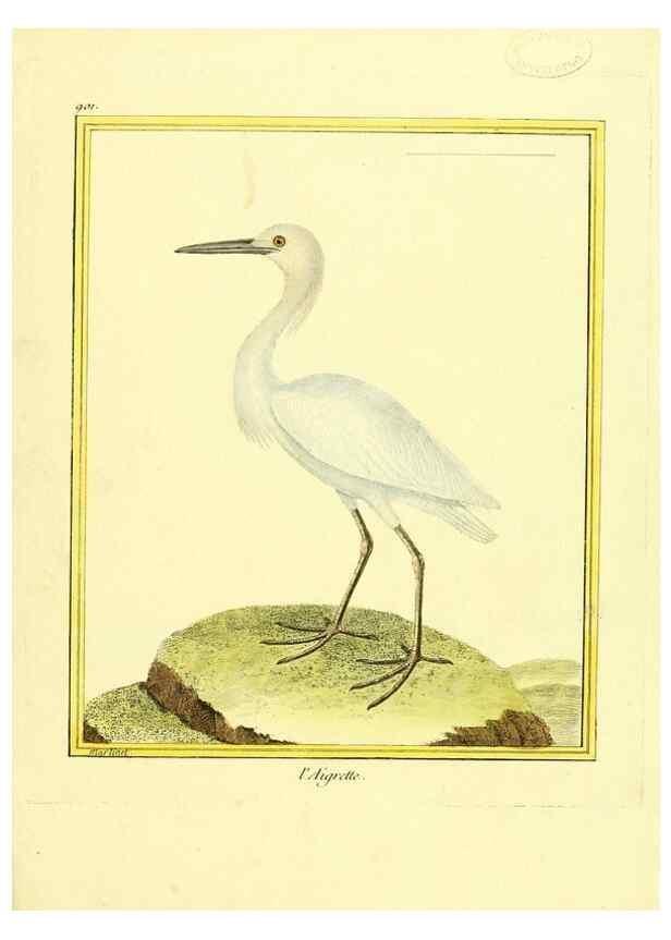 Reproducción/Reproduction 49639980448: Planches enluminées d'histoire naturelle. Paris? :s.n.,1765-1783?. 
