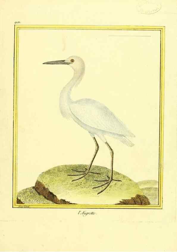 Reproducción/Reproduction 49639980448: Planches enluminées d'histoire naturelle. Paris? :s.n.,1765-1783?. 