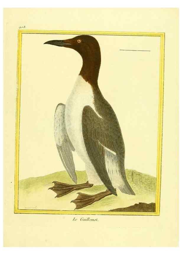 Reproducción/Reproduction 49640777522: Planches enluminées d'histoire naturelle. Paris? :s.n.,1765-1783?. 