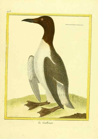 Reproducción/Reproduction 49640777522: Planches enluminées d'histoire naturelle. Paris? :s.n.,1765-1783?. 