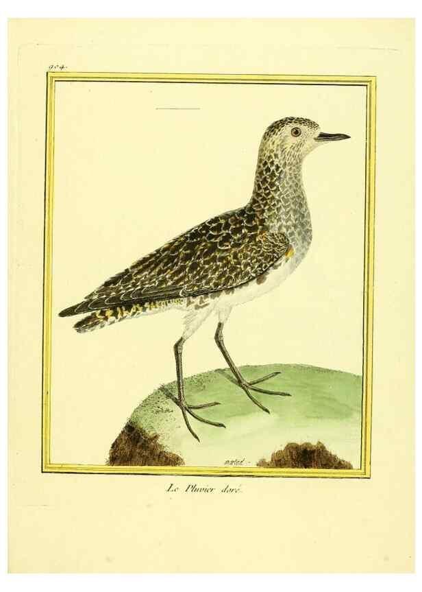 Reproducción/Reproduction 49640504776: Planches enluminées d'histoire naturelle. Paris? :s.n.,1765-1783?. 