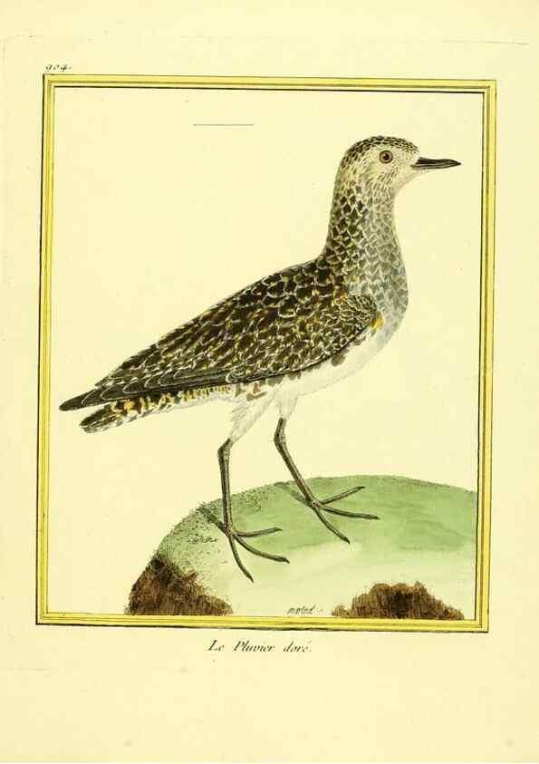 Reproducción/Reproduction 49640504776: Planches enluminées d'histoire naturelle. Paris? :s.n.,1765-1783?. 