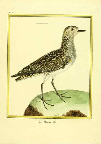 Reproducción/Reproduction 49640504776: Planches enluminées d'histoire naturelle. Paris? :s.n.,1765-1783?. 