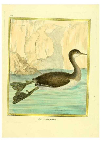 Reproducción/Reproduction 49639981673: Planches enluminées d'histoire naturelle. Paris? :s.n.,1765-1783?. 