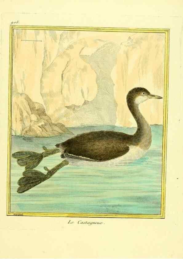 Reproducción/Reproduction 49639981673: Planches enluminées d'histoire naturelle. Paris? :s.n.,1765-1783?. 