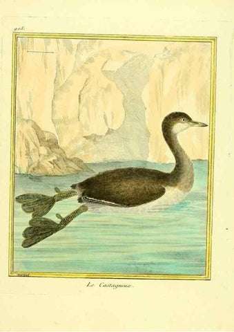 Reproducción/Reproduction 49639981673: Planches enluminées d'histoire naturelle. Paris? :s.n.,1765-1783?. 