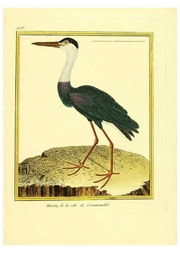 Reproducción/Reproduction 49640505411: Planches enluminées d'histoire naturelle. Paris? :s.n.,1765-1783?. 
