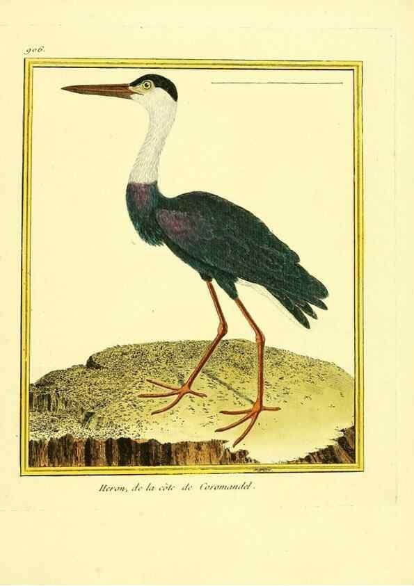 Reproducción/Reproduction 49640505411: Planches enluminées d'histoire naturelle. Paris? :s.n.,1765-1783?. 