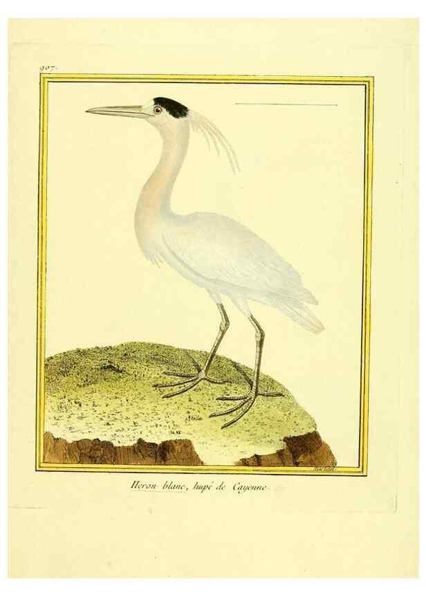 Reproducción/Reproduction 49640778702: Planches enluminées d'histoire naturelle. Paris? :s.n.,1765-1783?. 
