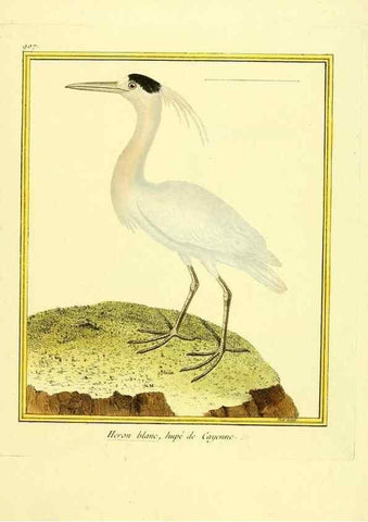 Reproducción/Reproduction 49640778702: Planches enluminées d'histoire naturelle. Paris? :s.n.,1765-1783?. 