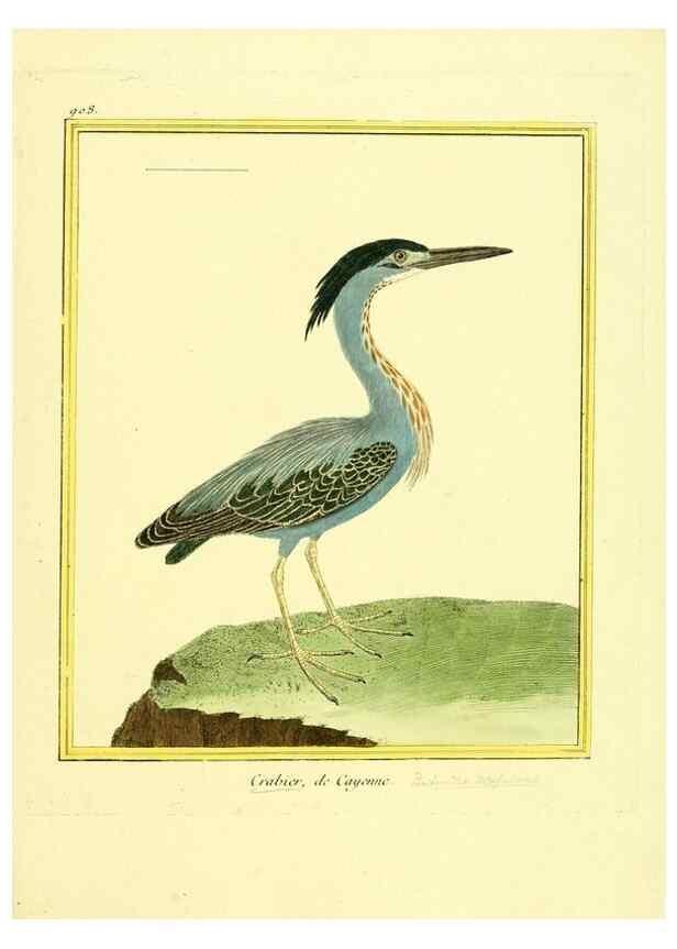 Reproducción/Reproduction 49640505991: Planches enluminées d'histoire naturelle. Paris? :s.n.,1765-1783?. 