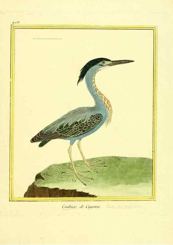 Reproducción/Reproduction 49640505991: Planches enluminées d'histoire naturelle. Paris? :s.n.,1765-1783?. 