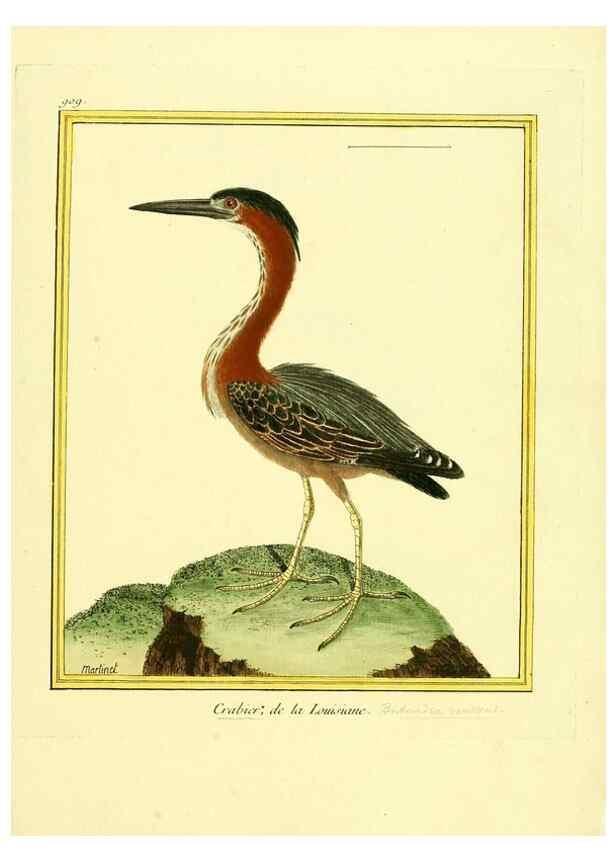 Reproducción/Reproduction 49639982928: Planches enluminées d'histoire naturelle. Paris? :s.n.,1765-1783?. 
