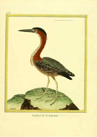 Reproducción/Reproduction 49639982928: Planches enluminées d'histoire naturelle. Paris? :s.n.,1765-1783?. 