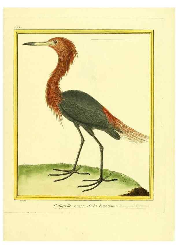 Reproducción/Reproduction 49639980753: Planches enluminées d'histoire naturelle. Paris? :s.n.,1765-1783?. 