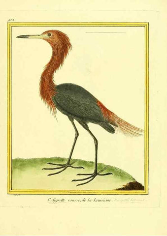 Reproducción/Reproduction 49639980753: Planches enluminées d'histoire naturelle. Paris? :s.n.,1765-1783?. 
