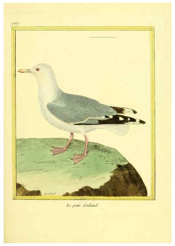 Reproducción/Reproduction 49640796312: Planches enluminées d'histoire naturelle. Paris? :s.n.,1765-1783?. 