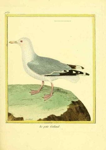 Reproducción/Reproduction 49640796312: Planches enluminées d'histoire naturelle. Paris? :s.n.,1765-1783?. 