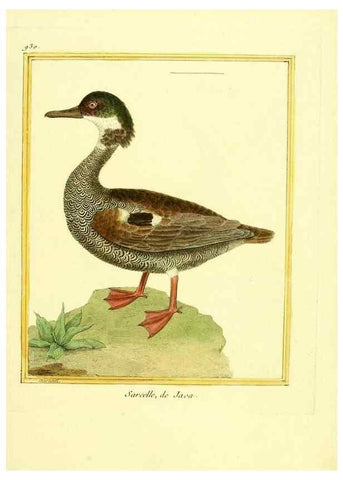 Reproducción/Reproduction 49640512566: Planches enluminées d'histoire naturelle. Paris? :s.n.,1765-1783?. 