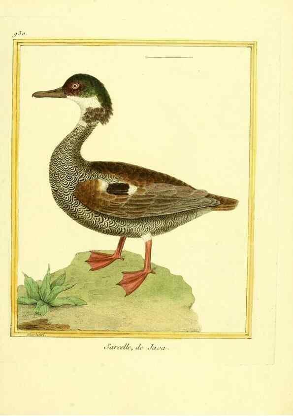 Reproducción/Reproduction 49640512566: Planches enluminées d'histoire naturelle. Paris? :s.n.,1765-1783?. 